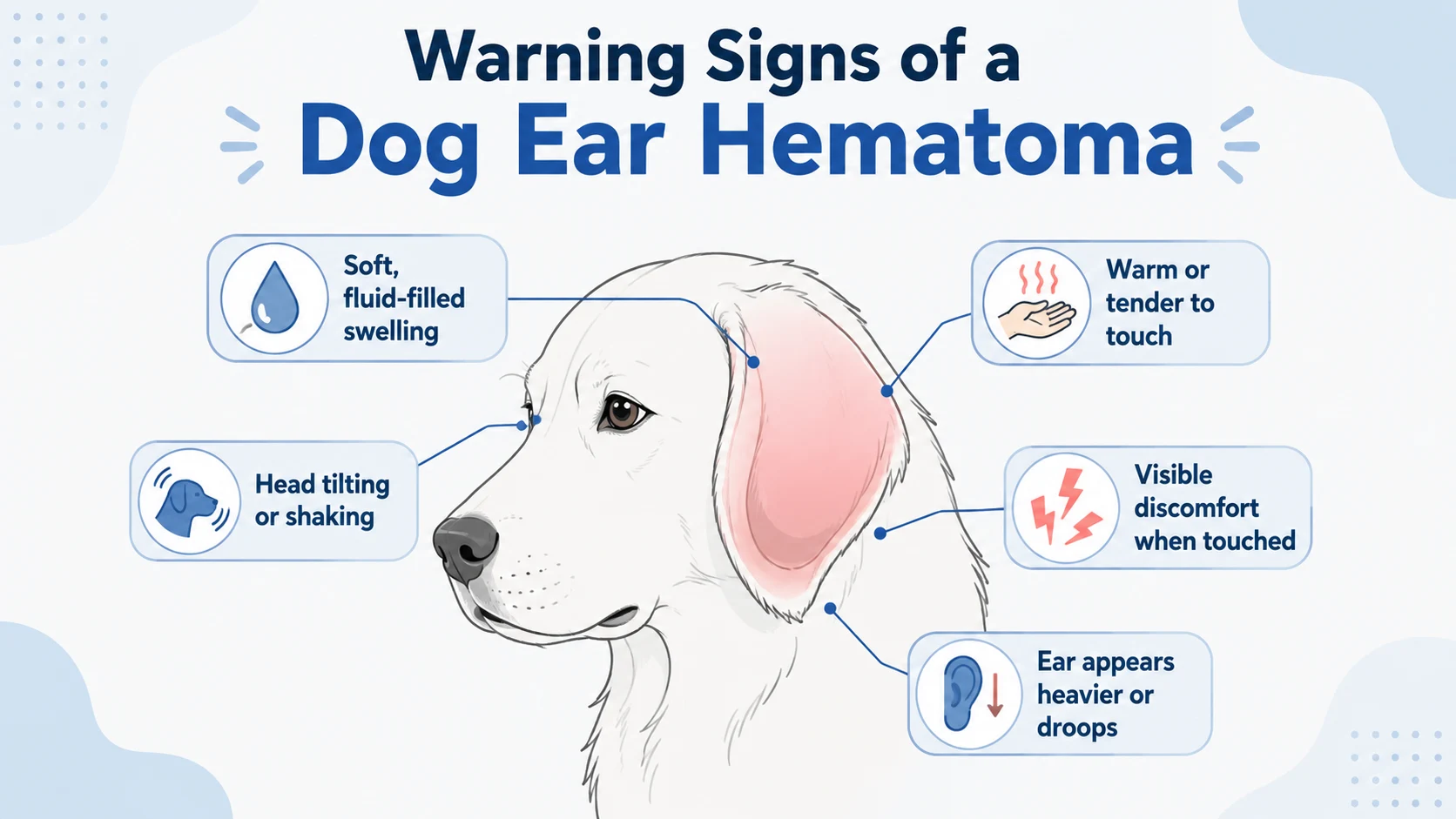 can ear hematoma kill dog