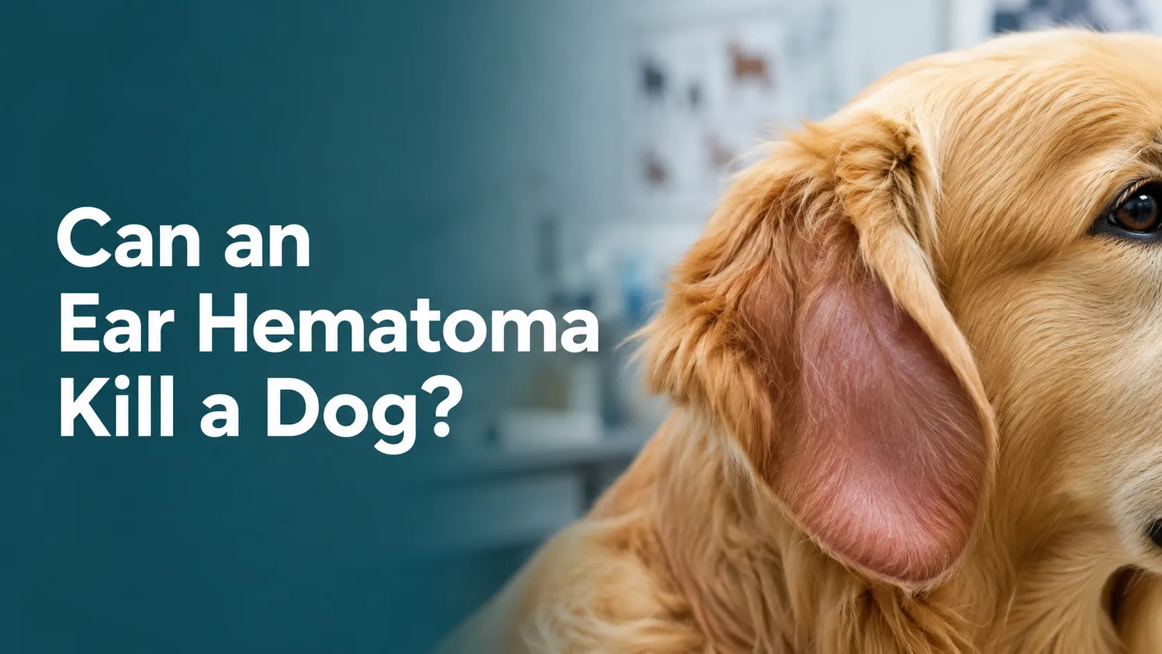 can ear hematoma kill dog