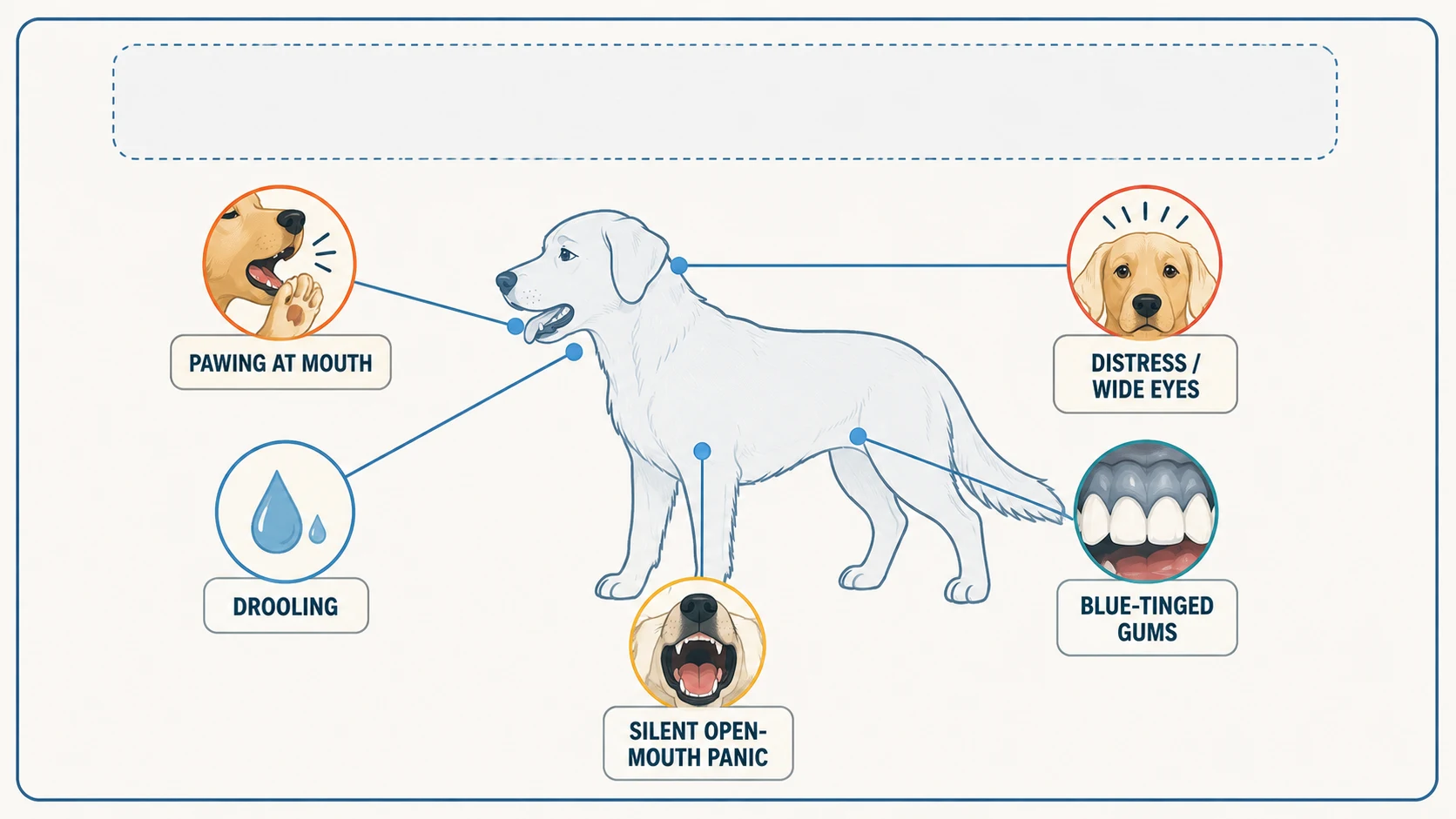 how to help a dog choking